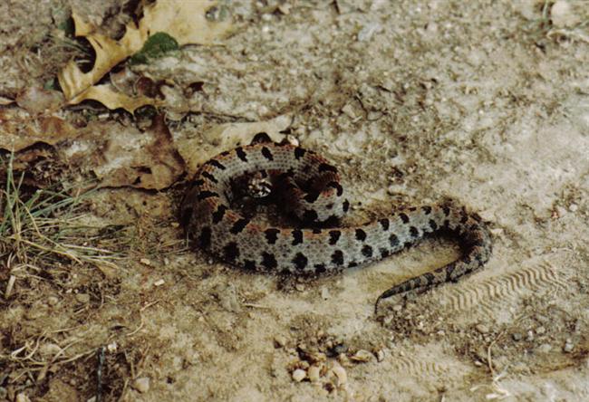 Western Pigmy Rattlesnake.jpg [75 Kb]